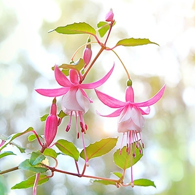 bellenplant-fuchsia-cultivars-leonita-leonita-rose-whites