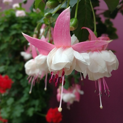 bellenplant-fuchsia-white-pink