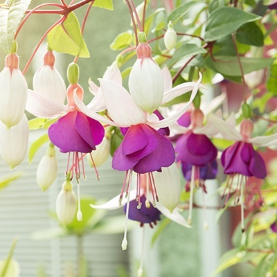 bellenplant-fuchsia-white-purple