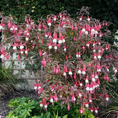 bellenplant-winterhard-fuchsia-lady-thumb