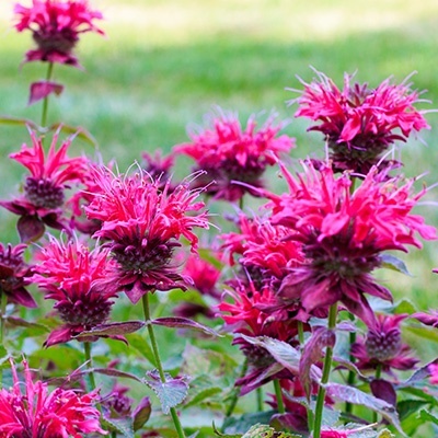 bergamotplant-monarda-cranberry-lace-pbr-eu29080