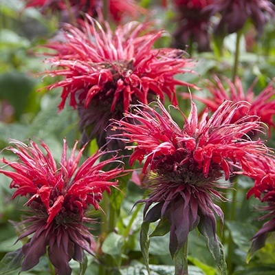 bergamotplant_monarda-cambridge-scarlet
