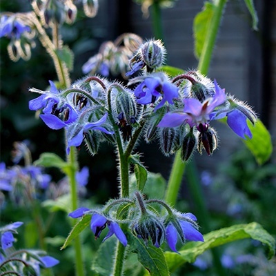berganie-of-komkommerkruid-borago-officinalis