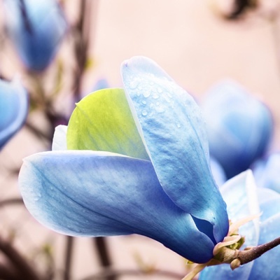 blauwe-bosmagnolia-magnolia-acuminata-blue-opal