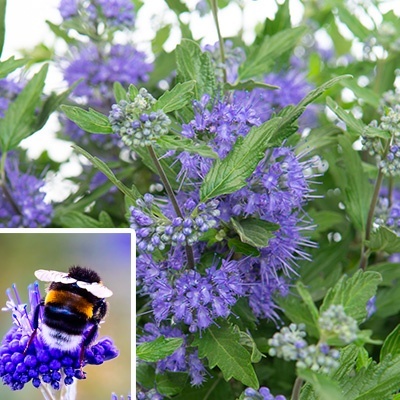 blauwe-spirea-caryopteris-x-clandonensis-blue-empire