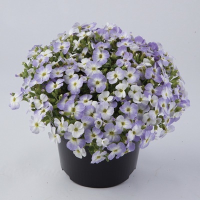blauwkussen_aubrieta-gracilis-florado-blue-blush-bicolour
