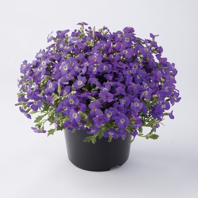 blauwkussen_aubrieta-gracilis-florado-blue-eye