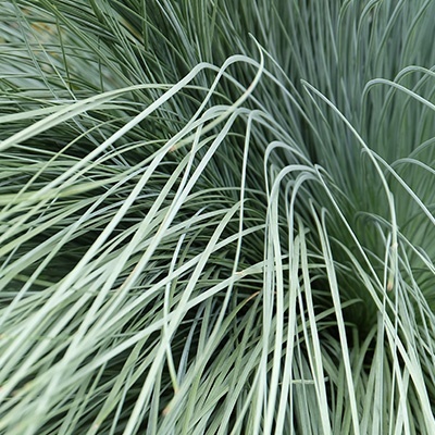 blauwstraalhaver_helictotrichon-sempervirens