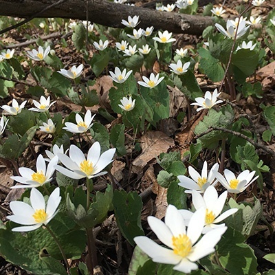 bloedwortel-sanguinaria-canadensis