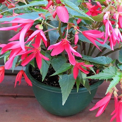 boliviaanse-begonia-begonia-boliviensis-la-paz-f1-roses