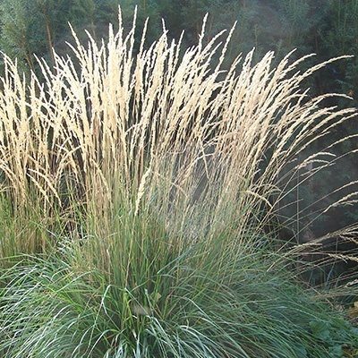 bont-struisriet-calamagrostis-x-acutiflora-overdams