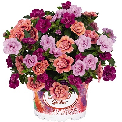 calibrachoa-mix-confetti-garden-aloha-double-mycolour-clash
