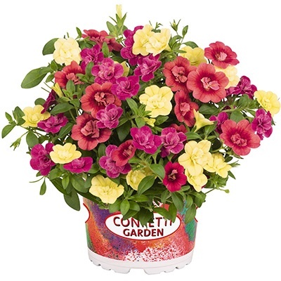 calibrachoa-mix-confetti-garden-aloha-double-mydolly-2021