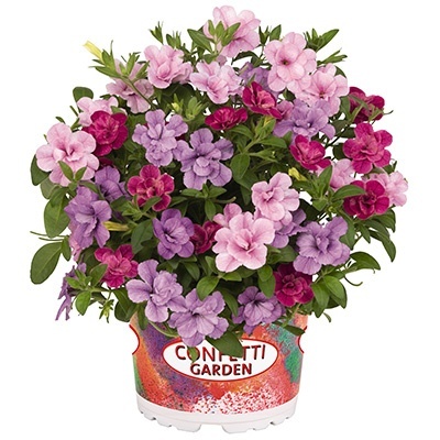 calibrachoa-mix-confetti-garden-aloha-double