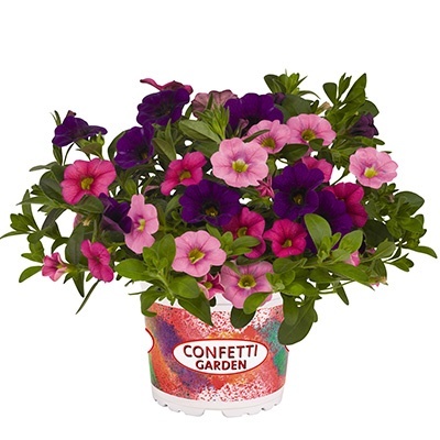 calibrachoa-mix-confetti-garden-hawaiian-flamingo