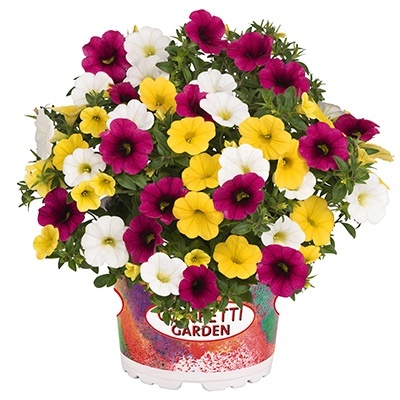 calibrachoa-mix-confetti-garden-hawaiian-hana