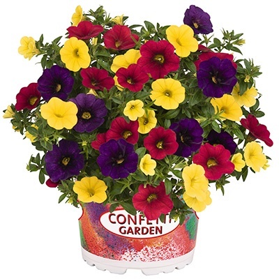 calibrachoa-mix-confetti-garden-hawaiian-nani-hilo