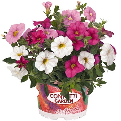 calibrachoa-mix-confetti-garden-hawaiian-pink-fusion