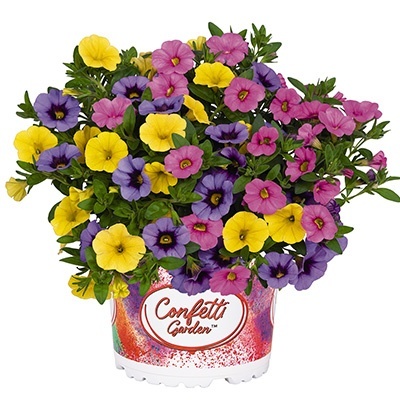 calibrachoa-mix-confetti-garden-hawaiian-summerstar