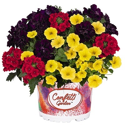 calibrachoa-mix-confetti-garden-mix-hippie