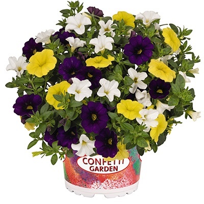 calibrachoa-mix-confetti-garden-nani-hoku-star