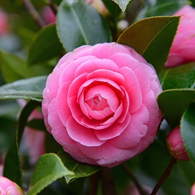 camelia_camellia-japonica-roze-rose
