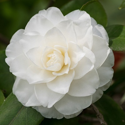 camelia_camellia-japonica-wit