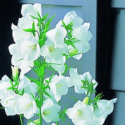 campanula-persicifolia-takion-f1-white