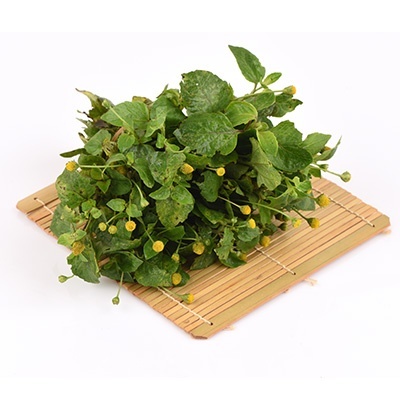 champagneblad-acmella-oleracea