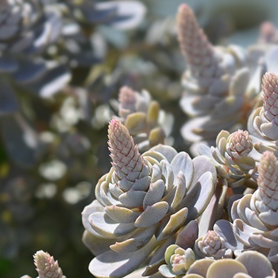 chinese-clownsmuts-orostachys-iwarenge-chinese-hat