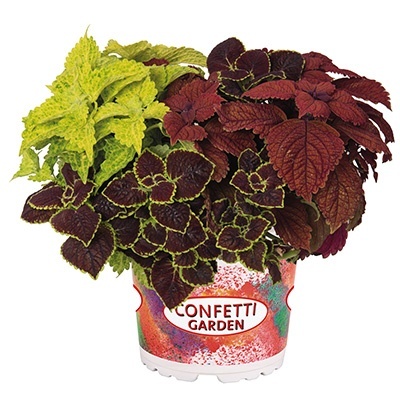 coleus-mix-confetti-garden-trafalgar-square