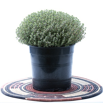 compacte-tijm-thymus-vulgaris-compactus