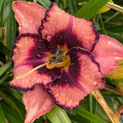 daglelie-hemerocallis-adamas