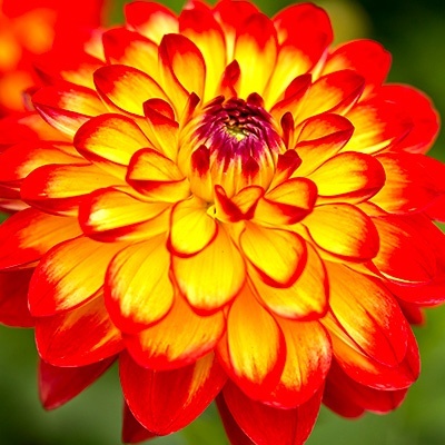 dahlia-dahlia-x-hortensis-lubega-power-yellow-oranges