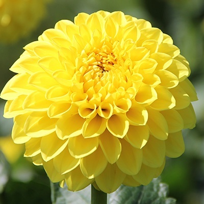 dahlia-dahlia-x-hortensis-lubega-power-yellows