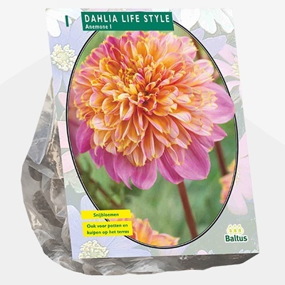 dahlia_dahlia-anemone-lifestyle-per-1