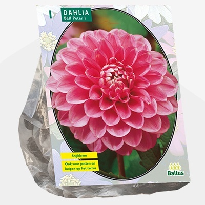 dahlia_dahlia-ball-peter-per-1