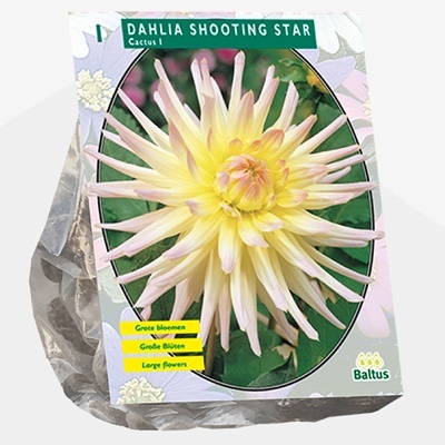 dahlia_dahlia-cactus-shooting-star-per-1