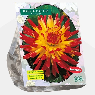dahlia_dahlia-cactus-vuurvogel-per-1