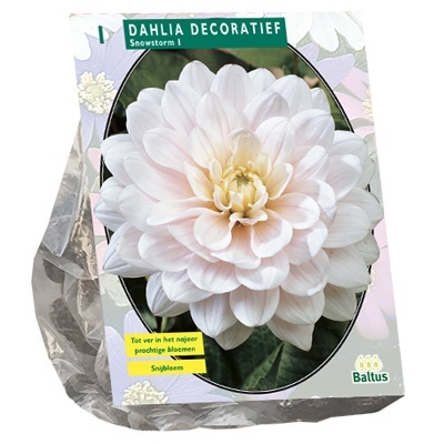 dahlia_dahlia-decoratief-snowstorm-per-1
