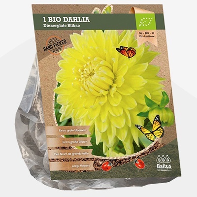 dahlia_dahlia-dinnerplate-bilbao-bio-per-1