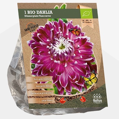 dahlia_dahlia-dinnerplate-vancouver-bio-per-1
