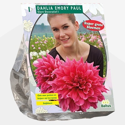 dahlia_dahlia-giant-decoratief-emory-paul-super-per-1