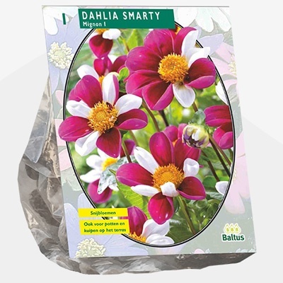 dahlia_dahlia-mignon-smarty-per-1