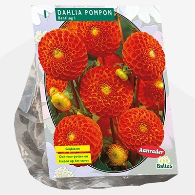 dahlia_dahlia-pompon-bantling-per-1