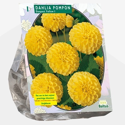 dahlia_dahlia-pompon-deepest-yellow-per-1
