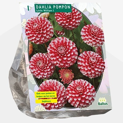 dahlia_dahlia-pompon-little-william-per-1