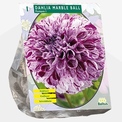 dahlia_dahlia-pompon-marble-ball-per-1