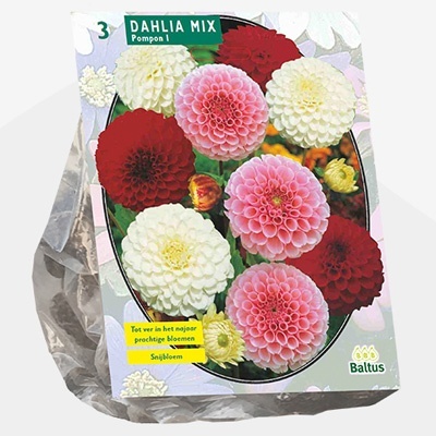 dahlia_dahlia-pompon-mix-per-3
