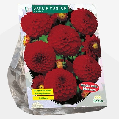 dahlia_dahlia-pompon-nescio-per-1